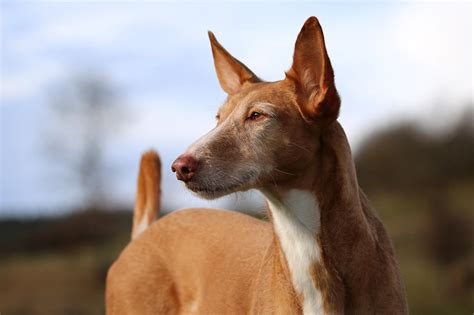 Types of Podencos or Warren Hounds